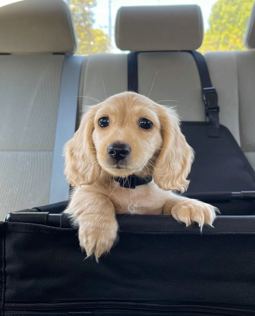 Camper, a cream long haired miniature dachshund puppy
