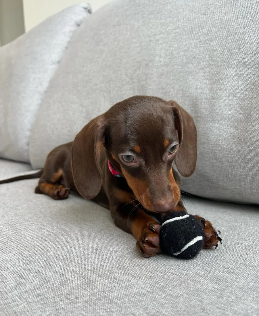Caucau, a chocolate and tan dachshund puppy