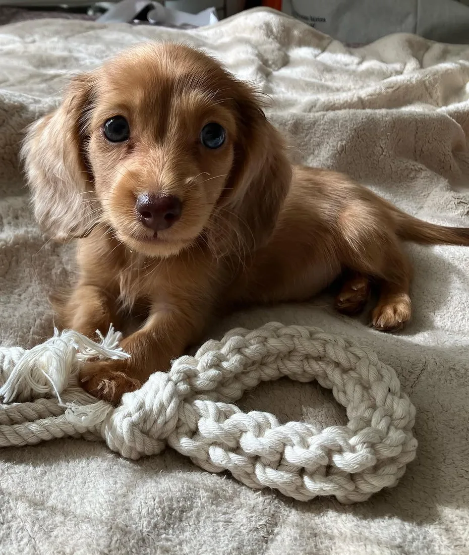 Cosmo, a long haired miniature dachshund puppy
