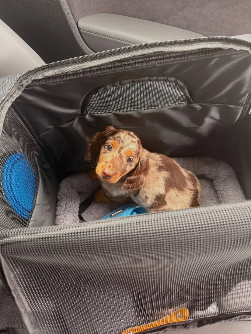Dani, a long haired miniature dachshund puppy