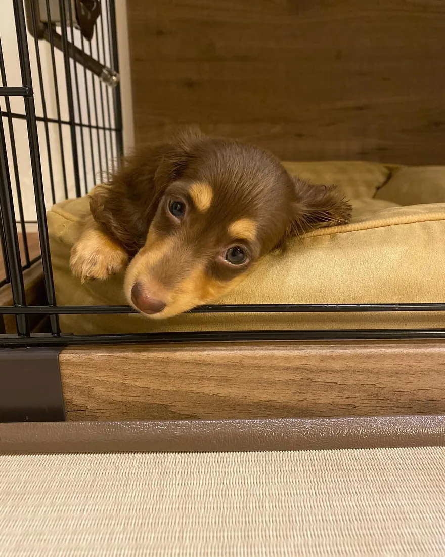 Enzo, a long haired miniature dachshund puppy