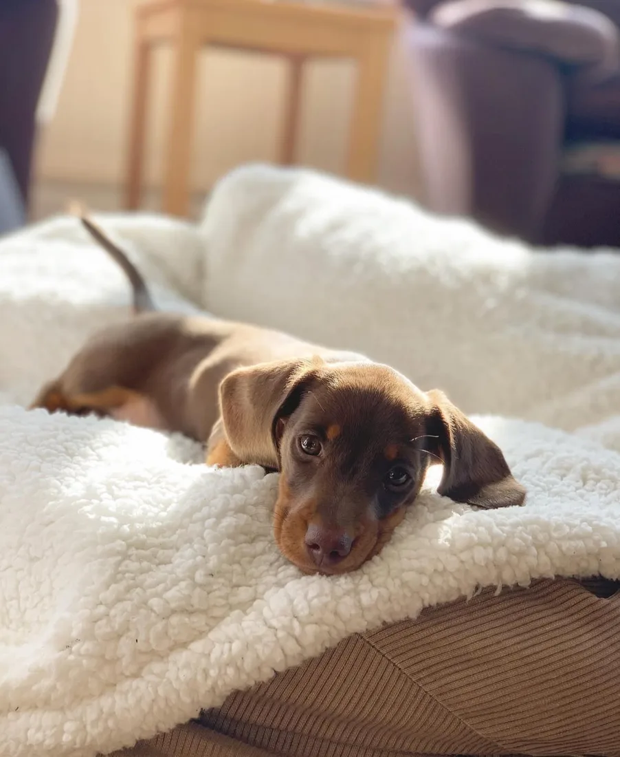 Ernie, a short haired miniature dachshund puppy