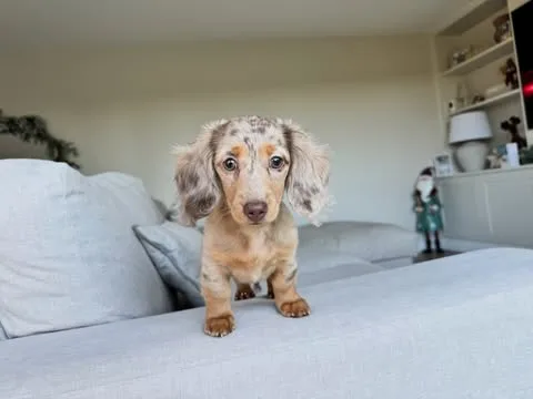 Freya, a long haired miniature dachshund puppy