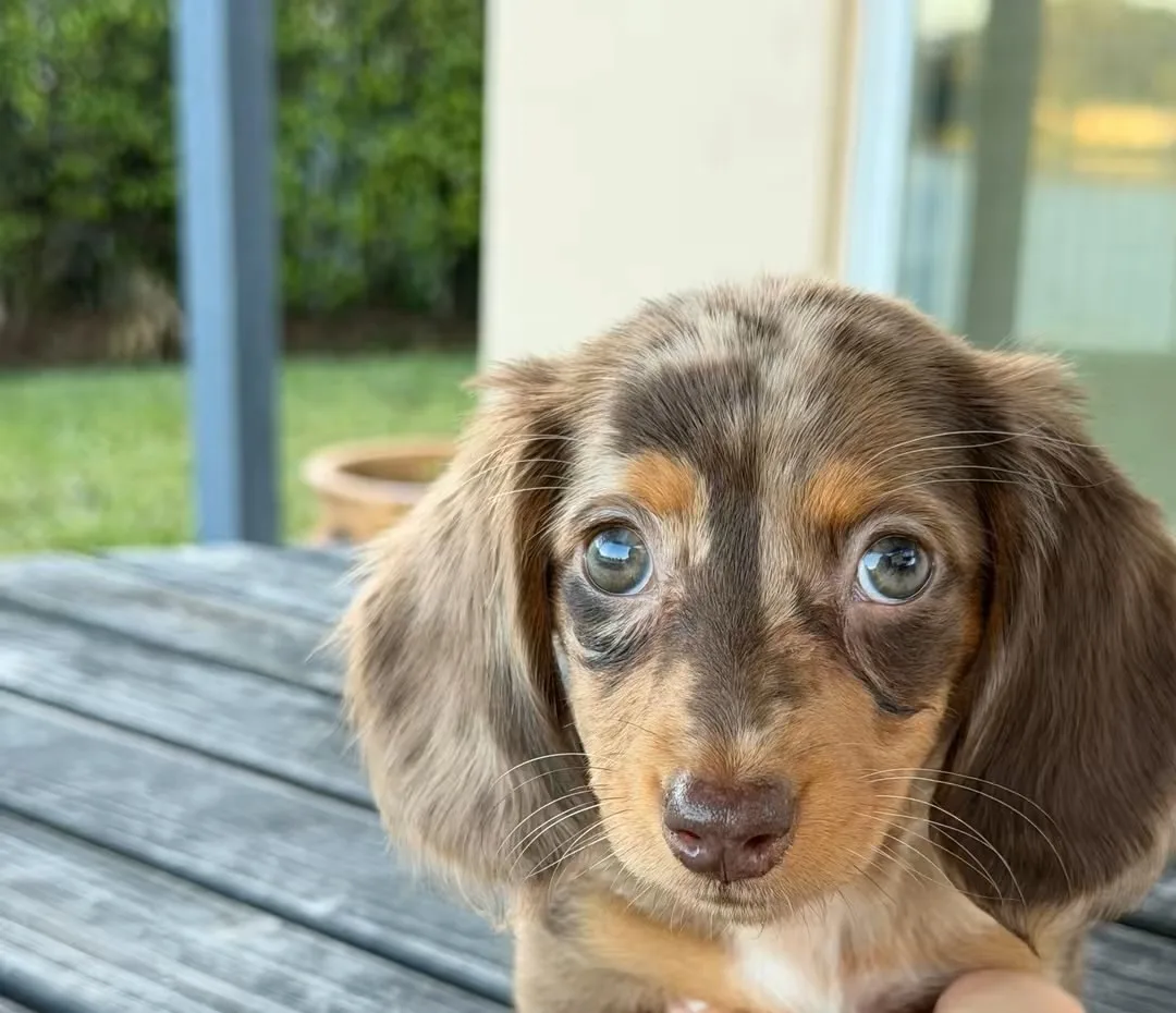 Mochi, a long haired miniature dachshund puppy