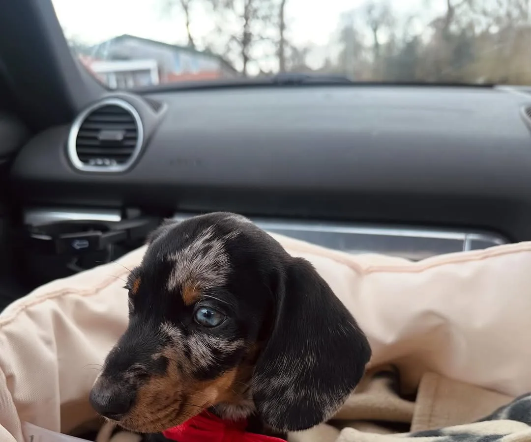 Zuri, a short haired miniature dachshund puppy